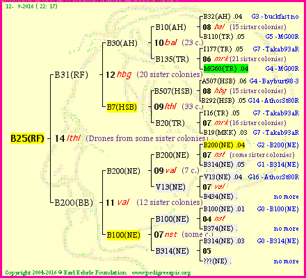 Pedigree of B25(RF) :
four generations presented