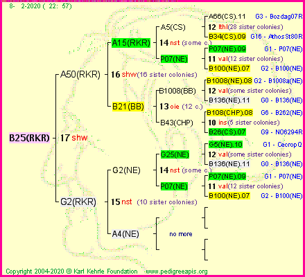 Pedigree of B25(RKR) :
four generations presented<br />it's temporarily unavailable, sorry!