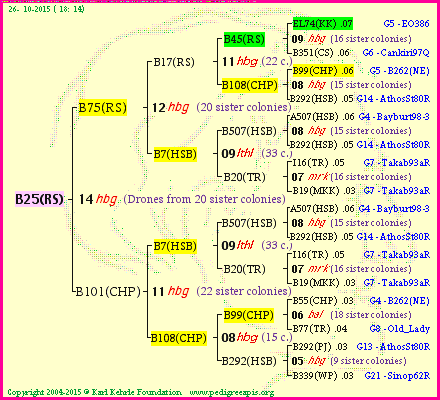 Pedigree of B25(RS) :
four generations presented