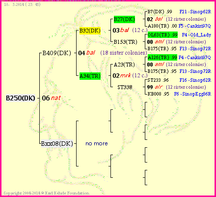 Pedigree of B250(DK) :
four generations presented