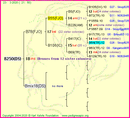 Pedigree of B250(DS) :
four generations presented
it's temporarily unavailable, sorry!