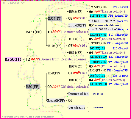 Pedigree of B250(FF) :
four generations presented