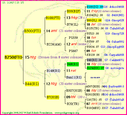 Pedigree of B250(FTI) :
four generations presented