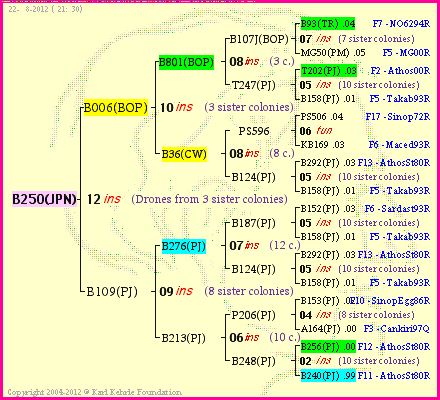 Pedigree of B250(JPN) :
four generations presented