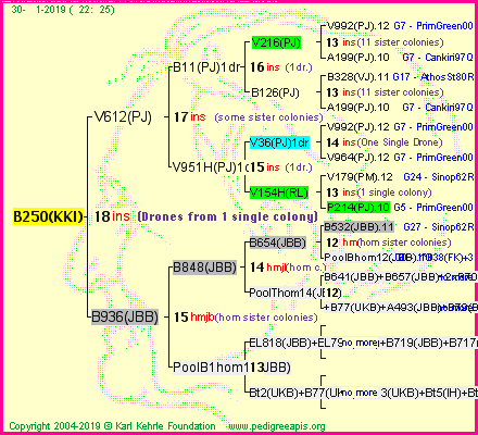 Pedigree of B250(KKI) :
four generations presented<br />it's temporarily unavailable, sorry!