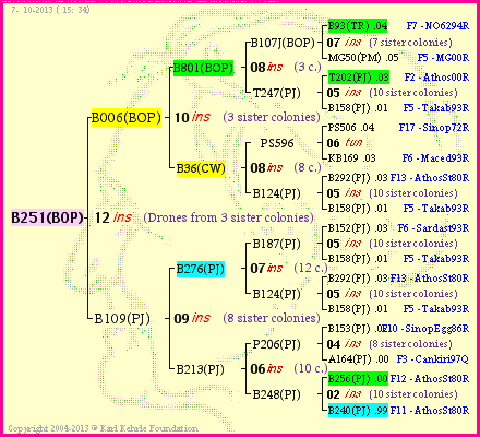 Pedigree of B251(BOP) :
four generations presented