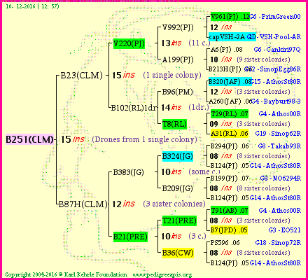 Pedigree of B251(CLM) :
four generations presented