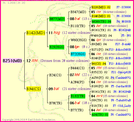 Pedigree of B251(MD) :
four generations presented