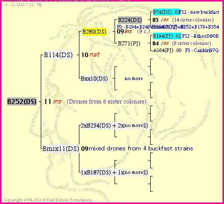 Pedigree of B252(DS) :
four generations presented