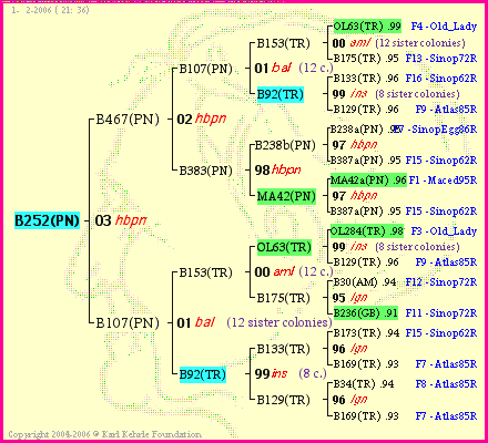 Pedigree of B252(PN) :
four generations presented