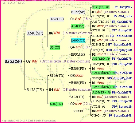 Pedigree of B252(SP) :
four generations presented