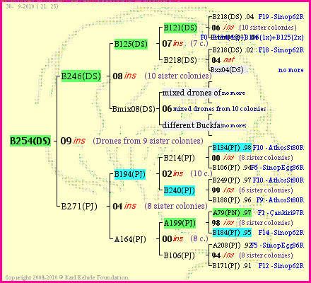 Pedigree of B254(DS) :
four generations presented