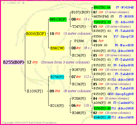 Pedigree of B255(BOP) :
four generations presented