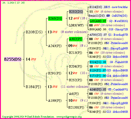 Pedigree of B255(DS) :
four generations presented