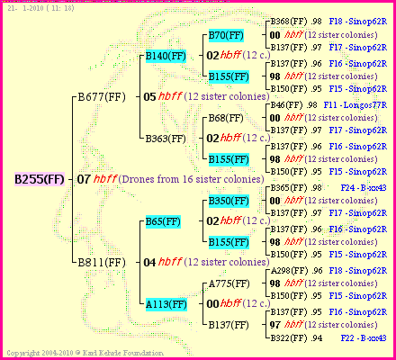 Pedigree of B255(FF) :
four generations presented