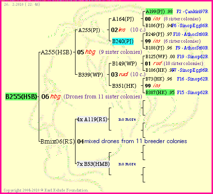 Pedigree of B255(HSB) :
four generations presented