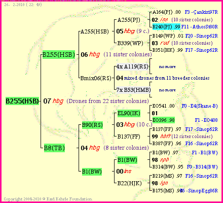 Pedigree of B255(HSB) :
four generations presented