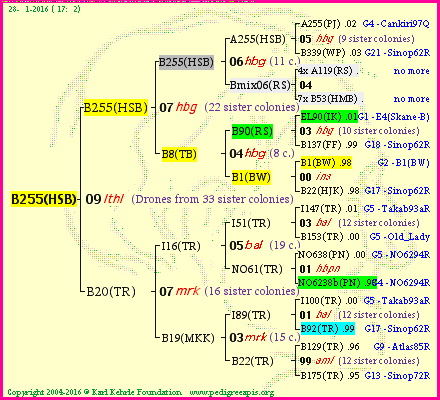 Pedigree of B255(HSB) :
four generations presented