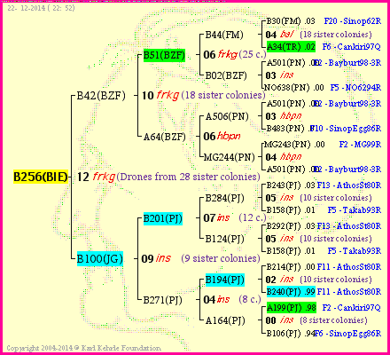 Pedigree of B256(BIE) :
four generations presented