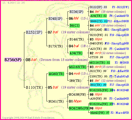 Pedigree of B256(SP) :
four generations presented