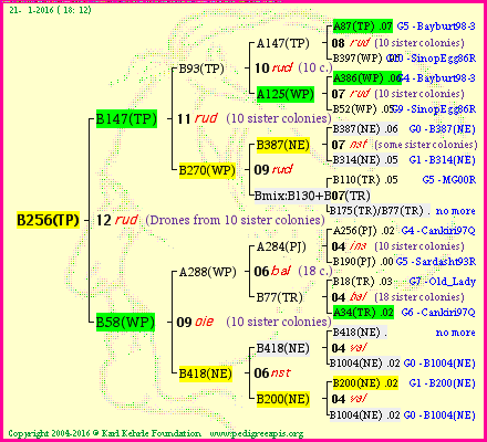 Pedigree of B256(TP) :
four generations presented