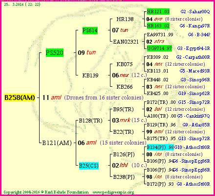 Pedigree of B258(AM) :
four generations presented