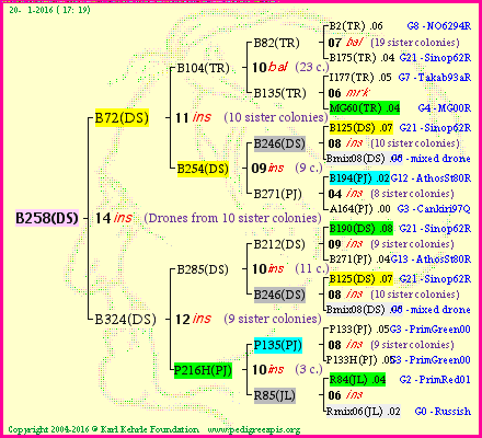 Pedigree of B258(DS) :
four generations presented