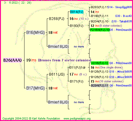 Pedigree of B26(AAA) :
four generations presented
it's temporarily unavailable, sorry!