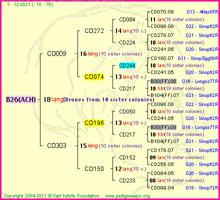 Pedigree of B26(ACH) :
four generations presented
it's temporarily unavailable, sorry!