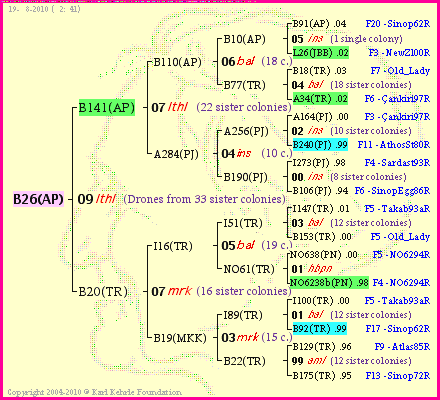 Pedigree of B26(AP) :
four generations presented