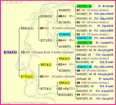 Pedigree of B26(AS) :
four generations presented
