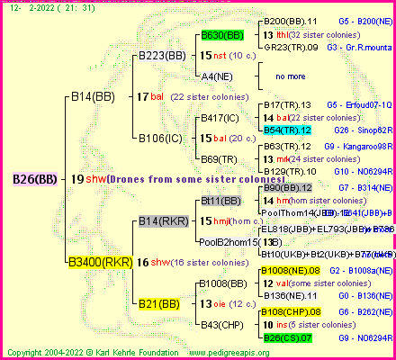 Pedigree of B26(BB) :
four generations presented
it's temporarily unavailable, sorry!