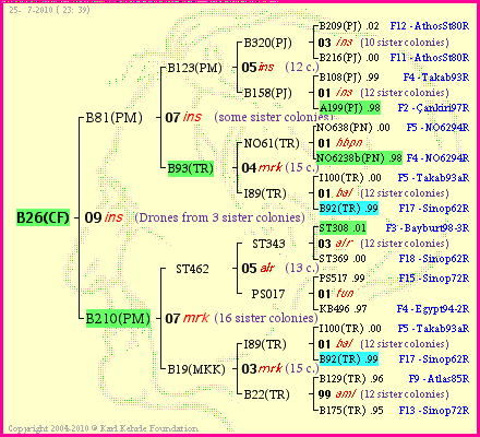 Pedigree of B26(CF) :
four generations presented