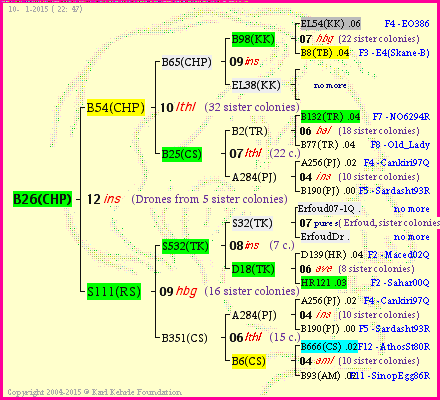 Pedigree of B26(CHP) :
four generations presented