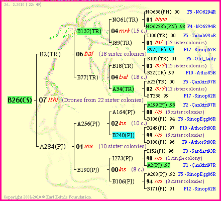 Pedigree of B26(CS) :
four generations presented