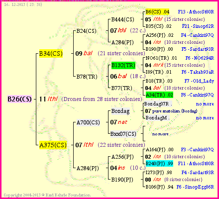 Pedigree of B26(CS) :
four generations presented