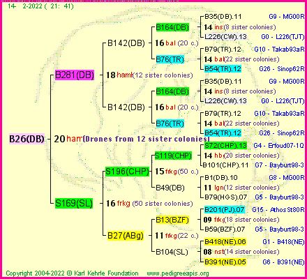 Pedigree of B26(DB) :
four generations presented
it's temporarily unavailable, sorry!