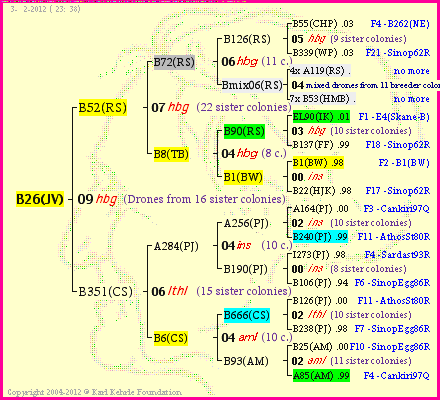 Pedigree of B26(JV) :
four generations presented