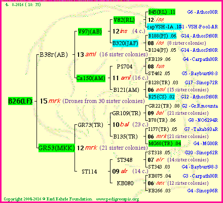 Pedigree of B26(LF) :
four generations presented