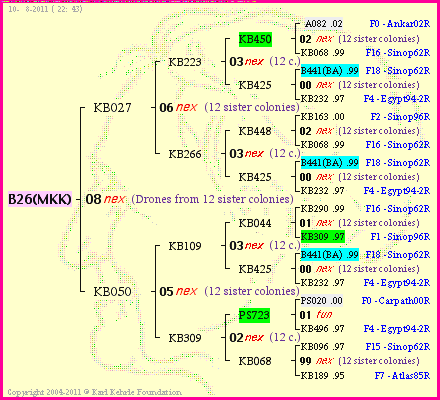 Pedigree of B26(MKK) :
four generations presented