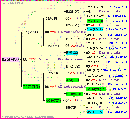 Pedigree of B26(MM) :
four generations presented