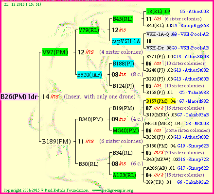 Pedigree of B26(PM)1dr :
four generations presented