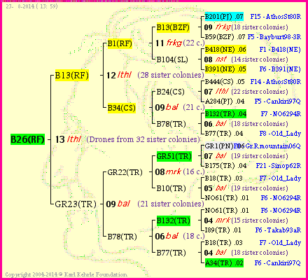 Pedigree of B26(RF) :
four generations presented