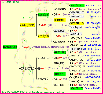 Pedigree of B26(RKR) :
four generations presented