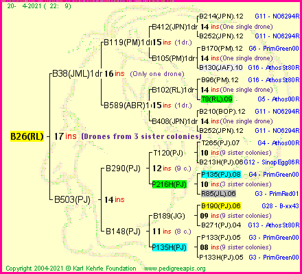 Pedigree of B26(RL) :
four generations presented
it's temporarily unavailable, sorry!