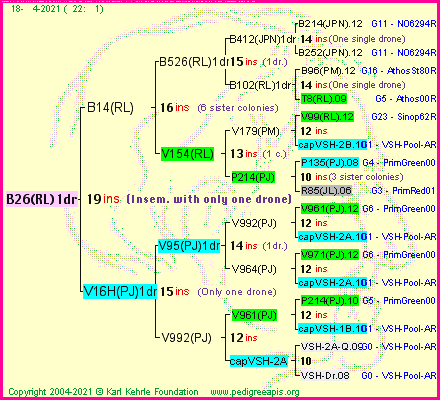 Pedigree of B26(RL)1dr :
four generations presented
it's temporarily unavailable, sorry!