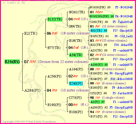 Pedigree of B26(RS) :
four generations presented