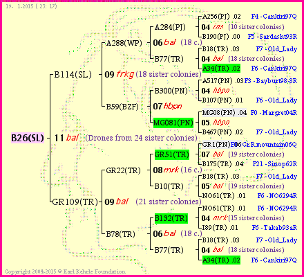 Pedigree of B26(SL) :
four generations presented