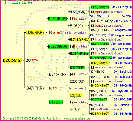 Pedigree of B26(SMG) :
four generations presented
it's temporarily unavailable, sorry!