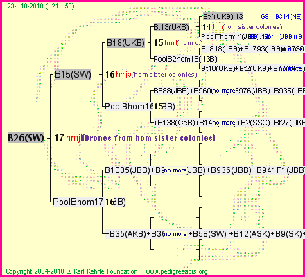 Pedigree of B26(SW) :
four generations presented<br />it's temporarily unavailable, sorry!